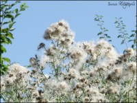 /album/divers/dscf9505-jpg/