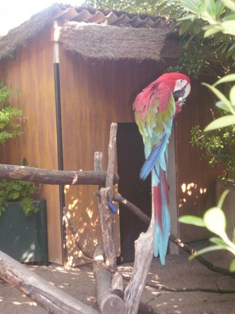 Perroquet - Zoo d'Amnéville