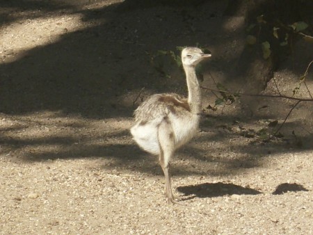 Zoo d'Amnéville