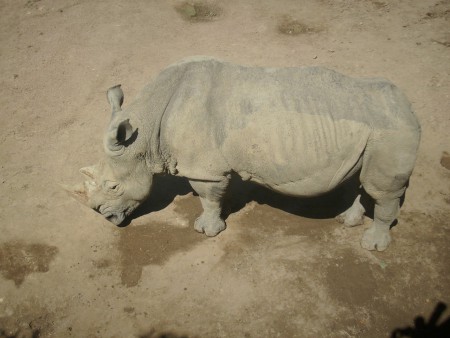 Rhinocéros - Zoo d'Amnéville