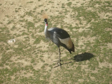 Grue - Zoo d'Amnéville