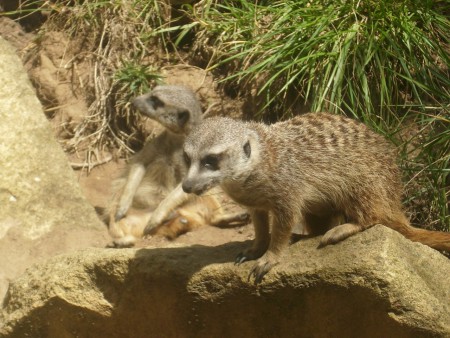 Suricate - Zoo d'Amnéville