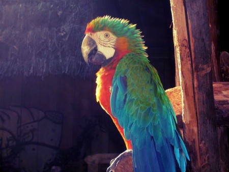 Perroquet - Zoo d'Amnéville