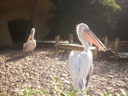 Zoo d'Amnéville