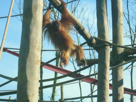 Bébé orang-outan - Zoo d'Amnéville