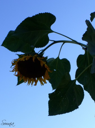 Tournesol