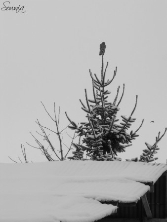 Sapin enneigé