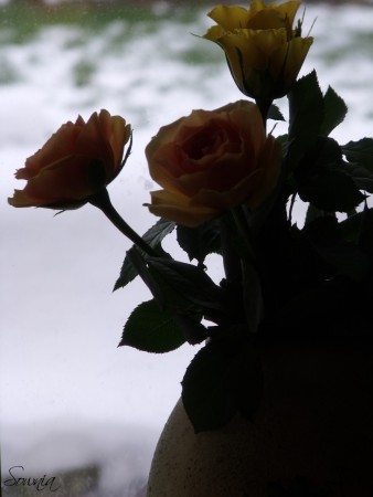 Rose, contre-jour