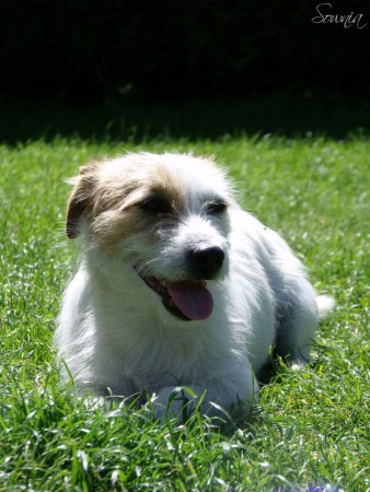 Chien