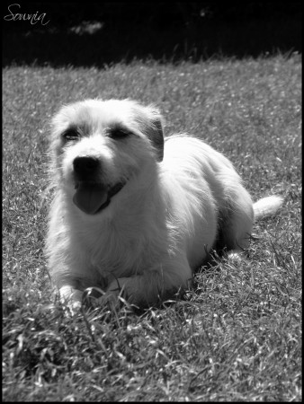 Chien