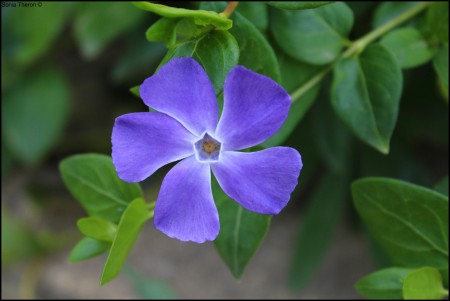 Fleur